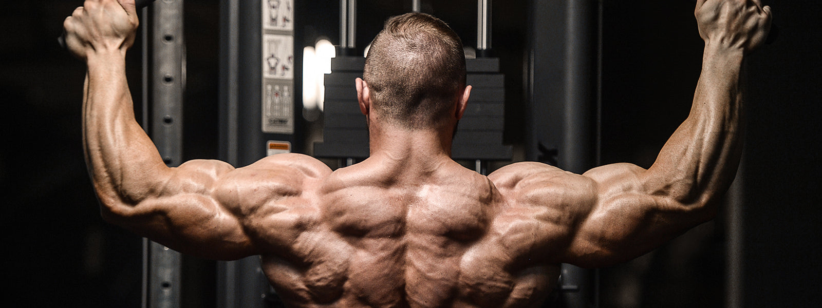 Bodybuilder's Wingspan